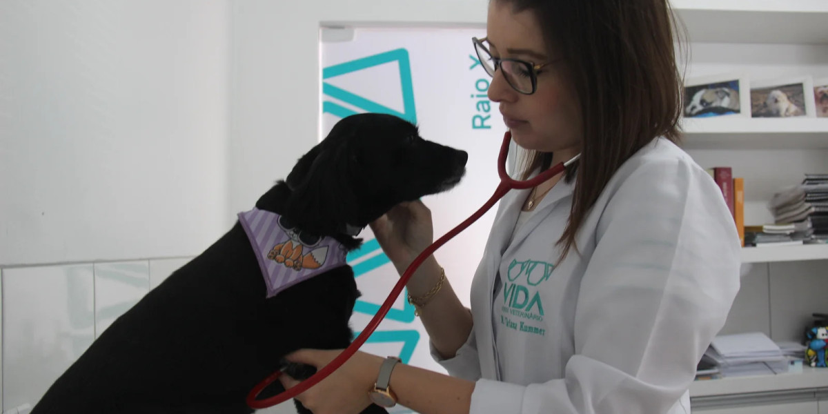 Descubra como economizar nos exames veterinários para o seu pet