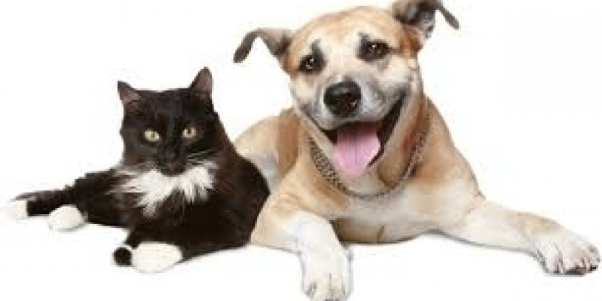 Intestinal Parasites in Dogs & Cats: Signs, Symptoms & Prevention